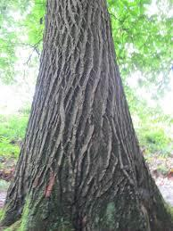 Tamme kastanje Castanea sativa Stam grijsgroen diep gegroefd met duidelijk lengte scheuren. ( vaak in flauwe spiraal vorm).