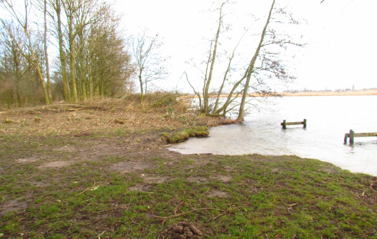 Foto 4. De wilgen staan min of meer op een rij; op de voorgrond een stapel takken van het al uitgevoerde snoeiwerk. Foto 5: de Elzen midden achter op de foto houden de oever vast.