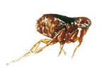 Plaagdieren Muggen Zijn het meest te vinden op vochtige plaatsen zoals in bossen en tuinen (vijvers).