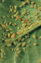 Insecten Aardbeibloesemkever Komt voor op aardbei, framboos, bes en roos. Deze zwarte (circa 3 mm) grote kevers voeden zich door te prikken in plantencellen.
