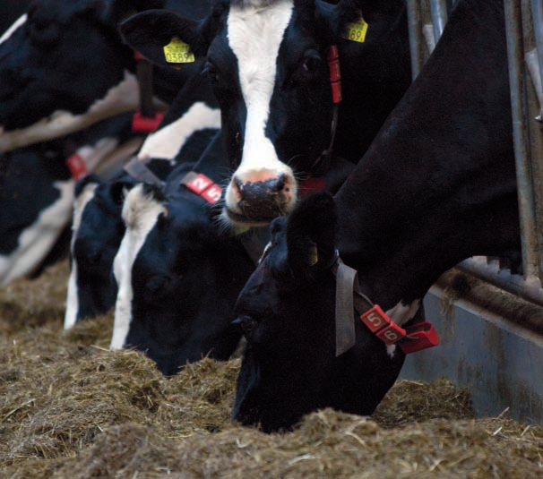 Kwaliteitsvoer voor hogere opbrengsten De kwaliteit en kwantiteit van ruwvoer bepalen in hoge mate de efficiency van melken vleesproductie evenals de kwaliteit van die producten.
