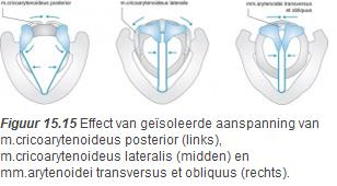 Larynxskelet en leeftijd Tijdens de uitgroei, met name bij jongens in de puberteit, nemen de afmetingen van de larynx aanzienlijk toe.