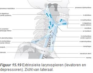 Innervatie De n.laryngeus superior verzorgt de innervatie van de m.cricothyroideus en mogelijk van enkele spiervezels in de plica vestibularis, de n.