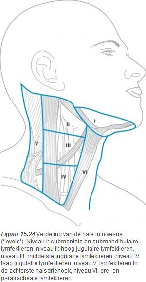 De belangrijkste groepen zijn de lymfeklieren die langs de v.jugularis interna zijn gelegen, gevolgd door de submandibulaire groep, de lymfeklieren die langs de n.