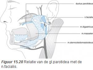 15.5.1 Glandula parotidea De gl.parotidea is de grootste speekselklier. Hij is direct vóór en onder het oor gelegen aan de zijkant van het gelaat.