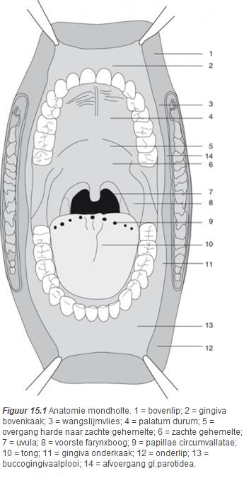 15. Anatomie en fysiologie van het hoofd-halsgebied B.F.A.M. van der Laan, V. Vander Poorten Inhoudsopgave 15.1. Bovenste deel van de tractus digestivus 15.2. Slokdarm 15.3. Larynx en trachea 15.4.