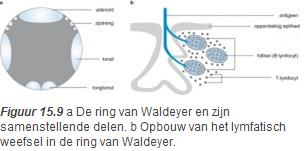 Musculatuur De musculatuur van de farynx bestaat uit twee lagen die elk een eigen functie hebben (zie figuur 15.7): Een circulair lopende spierlaag van farynxconstrictoren, bestaande uit de m.