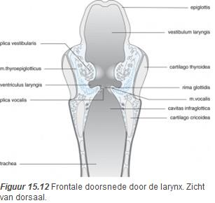15.3 Larynx en trachea 15.3.1 Larynx De larynx neemt in de hals een centrale positie in. Ter weerszijden van de larynx bevindt zich de vaat-zenuwstreng met daarin de a.carotis, de n.vagus, de v.