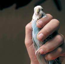 Vogels met kromsnavel Stap 1 Ga voorzichtig met je hand in de kooi en pak de vogels vast. In een volière gebruik je een netje. Beweeg je hierbij rustig, maar wel vastberaden.