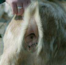 Geslacht bepalen geit en schaap Een mannelijke geit noemen wij een bok, een vrouwelijke geit is een geit en een jong noemen wij een lam. Als een bok is gecastreerd noemen wij dit een hamel.