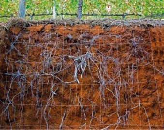 (foto: Coenie Snyman, Rust en Vrede) FOTO 6. Suksesvolle droëland boerdery vereis n onderstok met n goed vertakte wortelstelsel en groeikrag wat tot diep in die grondlae kan indring. FOTO 5.