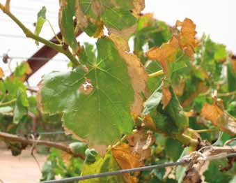 FOTO 7. Simptome van knopwortel-aalwurm op die wortels van Vitis vinifera cv Flame Seedless. FOTO 9.