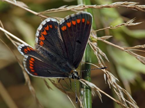 1 Een onderzoek naar de herpetofauna, vissen, dagvlinders, libellen en sprinkhanen op golfbaan