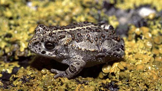 3 Bij het verwerken van de onderzoeksresultaten zijn de gegevens van het gevonden aantal dieren van de twee velddagen bij elkaar opgeteld.