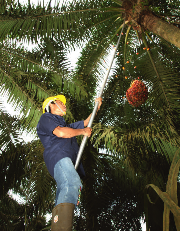 Het oogsten van de palmvruchten The Connection to the World