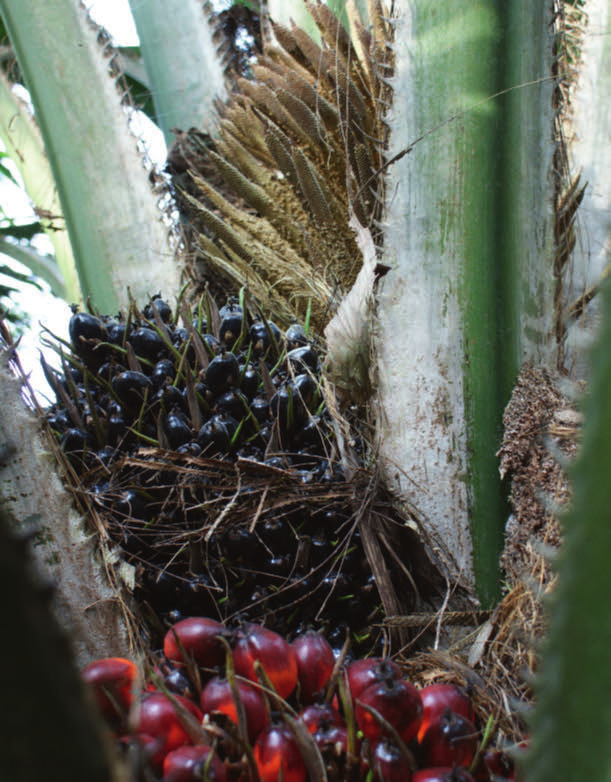Palm met de drie groeistadia: