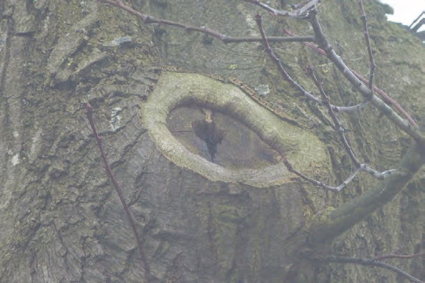 heer van de aanliggende agrarische percelen en het aangetroffen habitat worden zwaarder beschermde vaatplanten uitgesloten voor te komen binnen het plangebied.