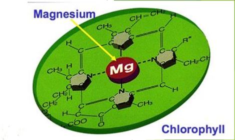 Mikro-elemente Agrilibrium Mikro Katione Hantie Gunter Inleiding Daar is 17 elemente wat essensieël is vir plante: Makro elemente Mikro elemente S, P, Mg, Ca, K, Fe, Mn, Cu, Zn, N, O, C en H Ni, Mo,