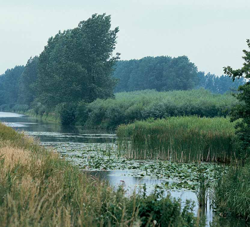 Snoek-blankvoornviswatertype Tamelijk helder, matig begroeid water De wateren van het snoek-blankvoornviswatertype zijn voor 20 tot 60 % begroeid met waterplanten in de vorm van bovenwaterplanten