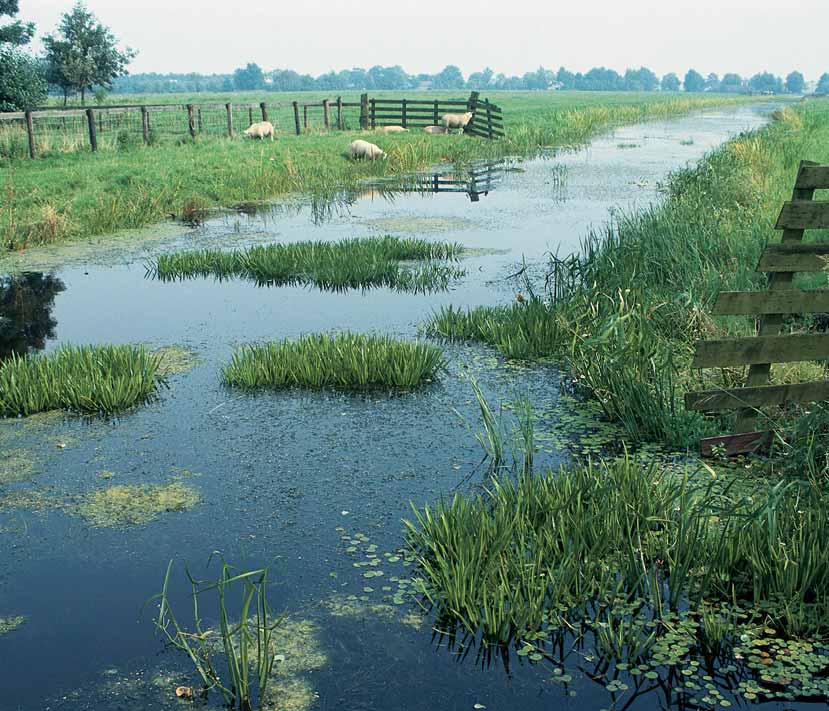 Ruisvoorn-snoekviswatertype Helder, sterk begroeid water De wateren die tot het ruisvoorn-snoekviswatertype behoren, zijn (matig) voedselrijk en sterk begroeid.