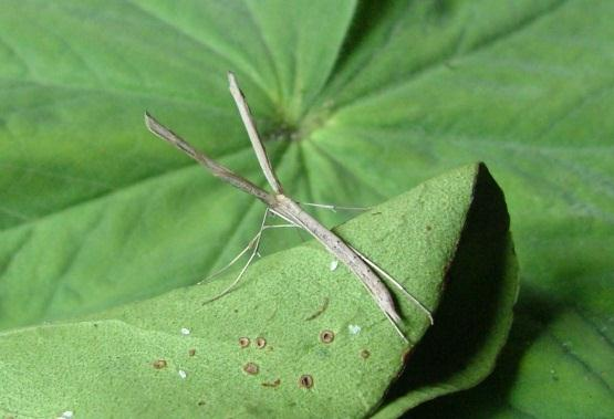 Flora en fauna van kust en kwelder zoals Noard-Fryslân Bûtendyks 238 soorten vogels, waarvan 18 soorten de 1%-norm van de populatie overschrijden, waarmee het internationale belang van het gebied