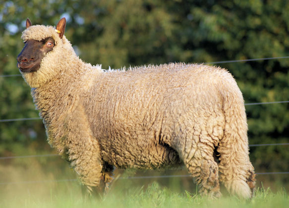 Aan het einde van deze Clunformatie natuurlijk nu aandacht voor de rammen. Dit is de tijd dat zij weer hun werk voor ons gaan doen.