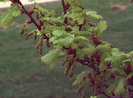 Soorten knoppen (2) Bloemknop =