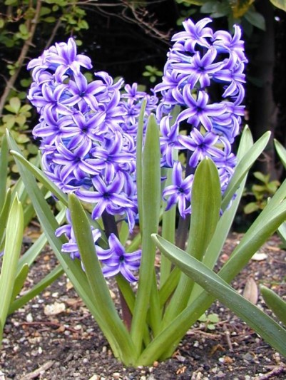 Bijlage 3: Bloemenkaart Krokus Hyacint Tulp Narcis