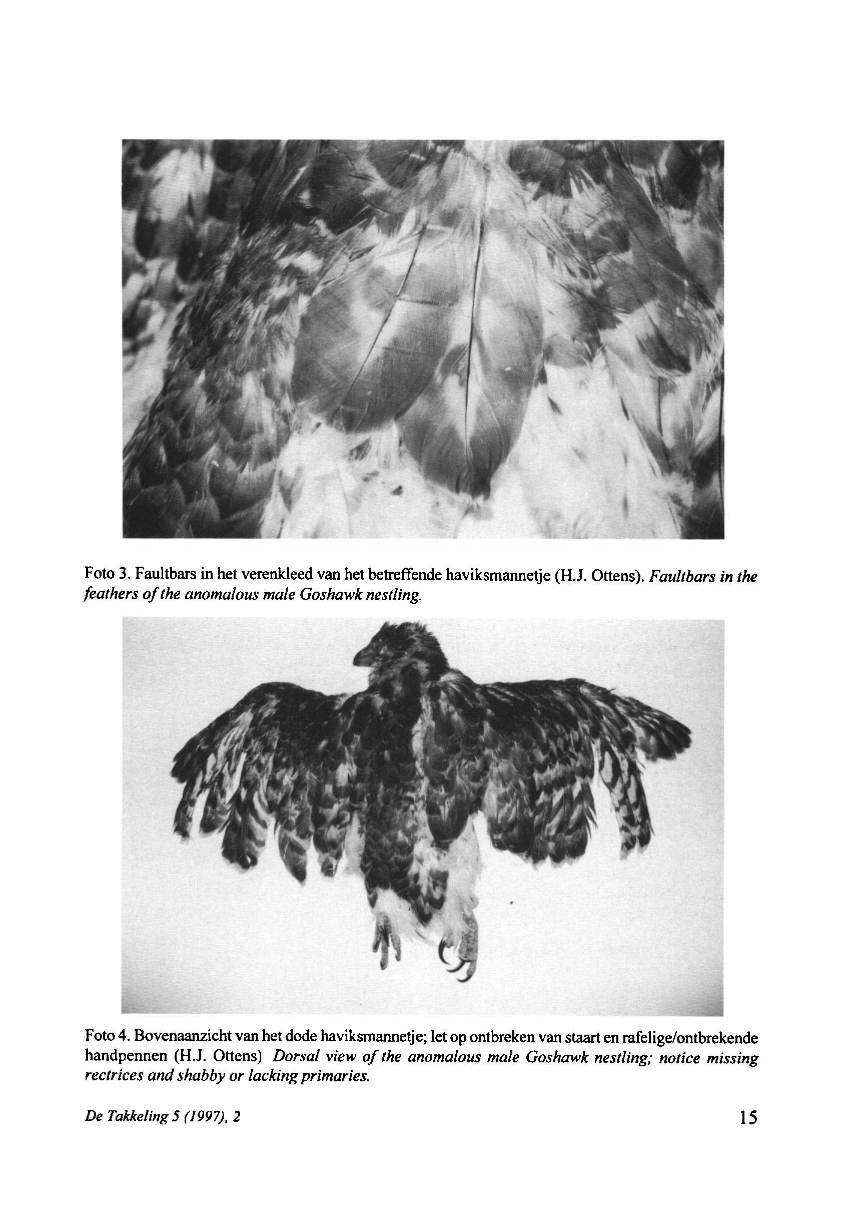 De Takkeling 5 (1997), 2 15 Foto 3. Faultbars in het verenkleed van het betreffende haviksmannetje (H.J. Ottens). Fauhbars in the feathers ofthe anomalous male Goshawk nestling. Foto 4.