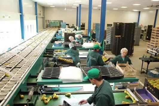 Medewerker sorteerafdeling m/v (i.s.m. Stimulans) Werkzaamheden Wij zoeken medewerkers sorteerafdeling bij een familiebedrijf in appels en peren.