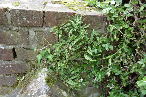 Inhoudsopgave 1 Inleiding 4 2 Muren en muurplanten 4 Wat zijn muurplanten? Hoe raken muren begroeid? Soorten muren. Welke muurplanten treffen we in de gemeente Boxmeer aan?