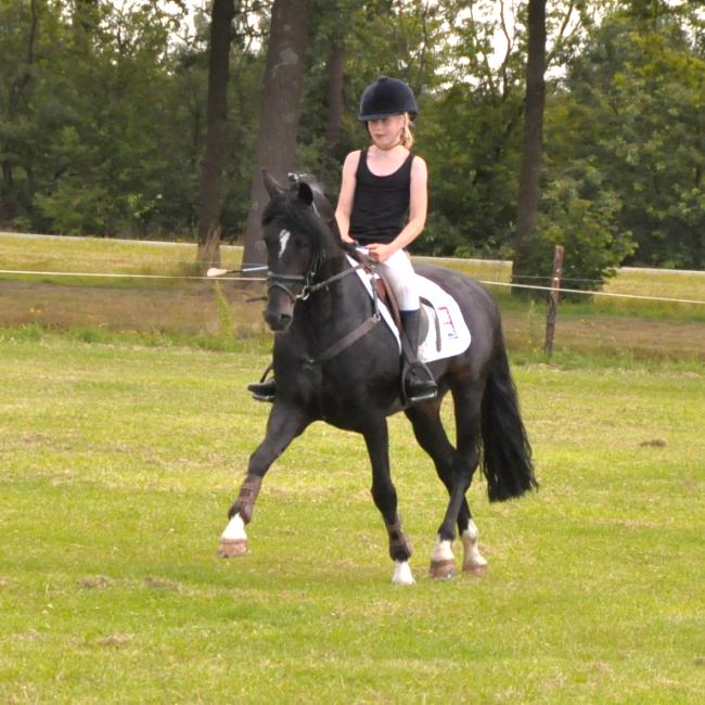 ! CHK 2009: Frodo werd 1 ste in de Hengstencompetitie dressuur. Sportprestaties Frodo: Dressuur: Z1. Prestatiedekhengst. Springcarière met Janniek Smant in 2014: M + 3.