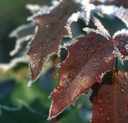 ) Stadium van winterrust (volledige winterrust > optimaal winterhard) Vitaliteit (zwakke planten