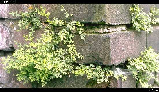 planten verwilderen > botanische warmtegolf!