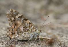 The influx of the Painted Lady in May was the largest ever recorded in the Dutch Butterfly Monitoring Scheme. Photo: Chris van Swaay, Dutch Butterfly Conservation.