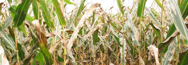 Deze bladvlekkenziekten bedreigen de maïs In Nederland worden geregeld aantastingen van bladvlekkenziekten in maïs