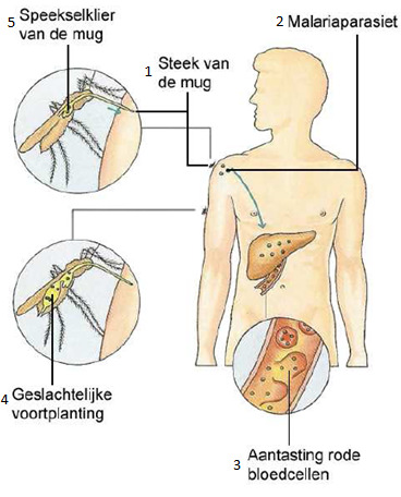 Levenscyclus van de malariaparasiet De meeste inwendige parasieten bij de mens komen voor in de dunne darm of in het bloed. Een voorbeeld van een bloedparasiet is de malariaparasiet.