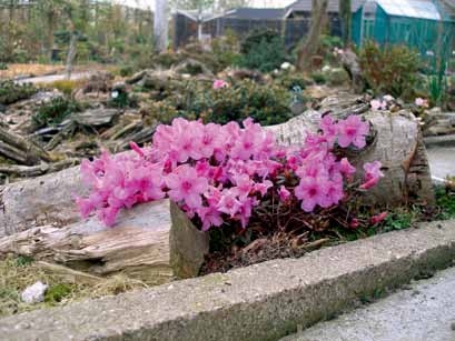 ingebracht, niet soortechte planten vervangen en verfraaiende randbeplantingen uitgevoerd.