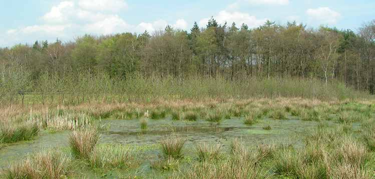 16 < Algenbloei en pitrusontwikkeling na vernatting van voormalige landbouwgronden waarbij niet de volledige fosforrijke toplaag is afgegraven.