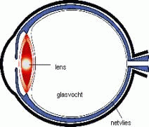 U heeft last van zwevende vlekjes, draadjes, lichtflitsen en/of verminderd zicht, de zogenaamde Mouches Volantes. Dit kan het gevolg zijn van een loslating van het achterste glasvochtmembraan.