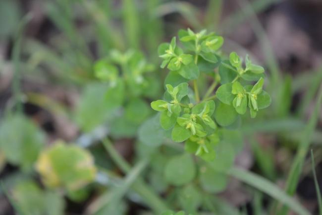 Foto s van de bloeiende planten Van veel van de gevonden