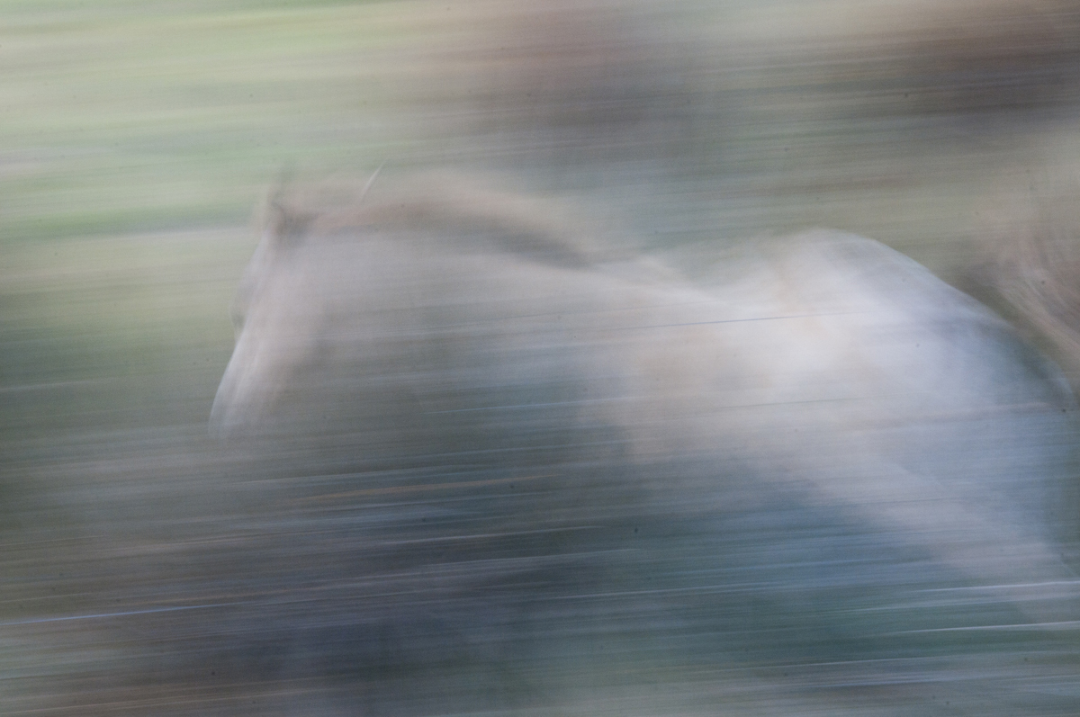 2 Beweging (panning). onderwerp: kruipende pad, voorbijlopend of vliegend dier of mens (proberen!), auto.