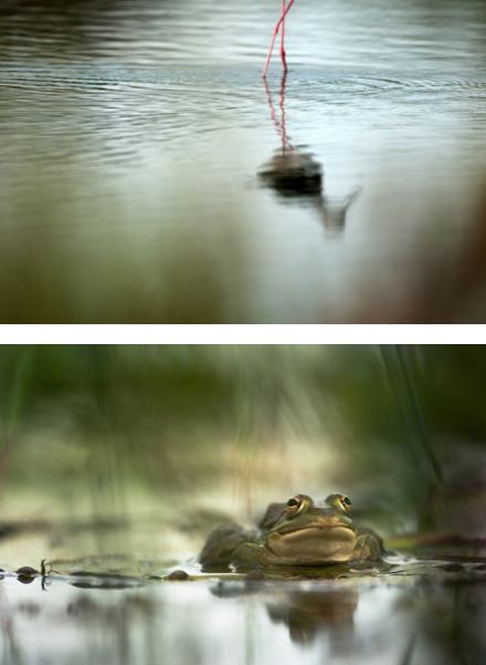 7 Indirect fotograferen onderwerp: Geschikt bij water (spiegeling en golving) maar ook bij heel veel andere onderwerpen, waarbij je door vegetatie heen fotografeert.