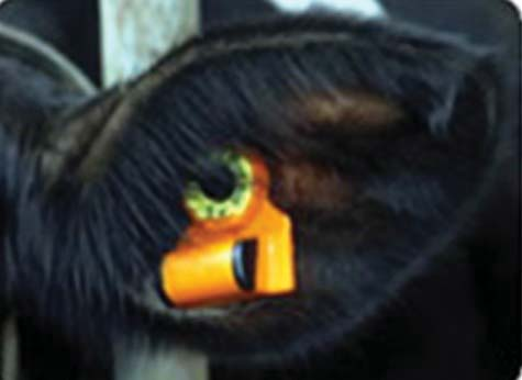 Sensoren voor dieractiviteit (2) Bevestiging aan
