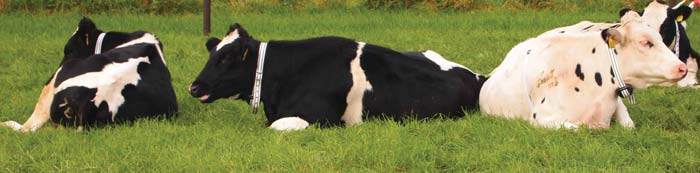leiden: Afbakening strips Plaatsbepaling voor koeien Geven van signalen aan dieren