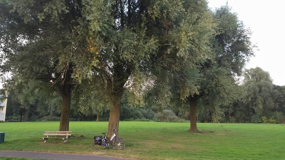 In Lewenborg zijn recentelijk 40 grote bomen gekapt en er zijn plannen om honderden oude bomen, vooral populieren en wilgen, te kappen.