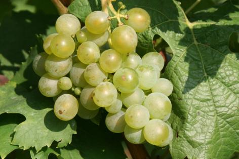 Ze wordt in alle Duitse wijngebieden aangeplant, maar ook daarbuiten.
