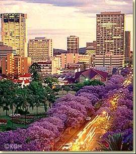Pretoria is de bestuurlijke hoofdstad van Zuid- Figuur 2 Jacaranda-bomen in bloei Afrika (de wetgevende hoofdstad is Kaapstad en de gerechtelijke Bloemfontein).