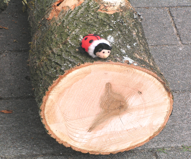 De dunnere zijn voor de winter dan heeft hij minder zonlicht. Op deze stam zie je dat er binnenin een donkere vreemde vorm zit.