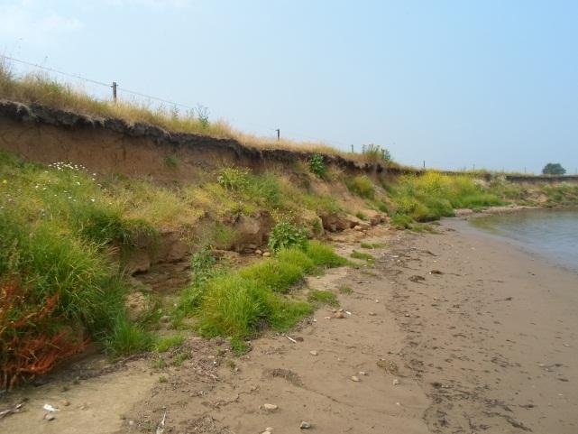 Figuur 3.20 Locatie bij het kasteel van Ooijen Delen van de oever hebben sinds 2009 een ruderaler karakter gekregen, vooral door de afzetting van vers zand tijdens het hoogwater van januari 2011.